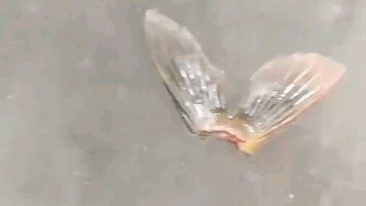 画饼充饥